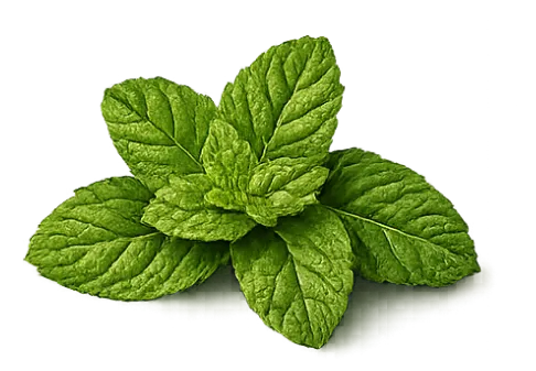 A fresh sprig of green mint leaves with detailed texture, arranged in a natural cluster.